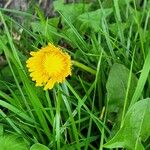 Taraxacum campylodesBlomst