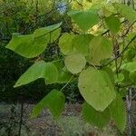 Catalpa speciosa Φύλλο