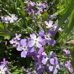 Matthiola tricuspidata 花