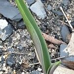 Tulipa sylvestris Ліст