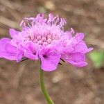 Scabiosa pyrenaica Fiore