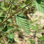 Melochia pyramidata Blad