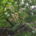 Anadenanthera colubrina പുഷ്പം