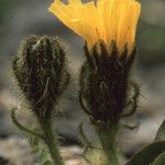 Crepis rhaetica Цвят