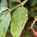 Paullinia pinnata Leaf