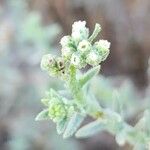 Heliotropium bacciferum Flower