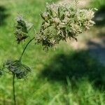 Dactylis glomerataFlower