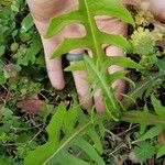 Lactuca canadensis Листок