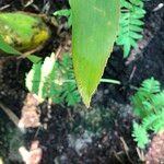 Zamia lacandona Leaf