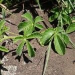 Cleome gynandra Blatt