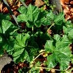 Malva neglecta Blatt