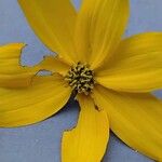 Coreopsis verticillata Fleur