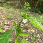 Pavonia schiedeana Floare
