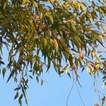 Eucalyptus saligna Листок