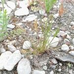 Schismus arabicus Hábito