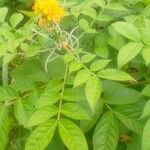 Senna hirsuta Fuelha