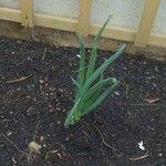 Allium ascalonicum Leaf