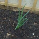 Allium ascalonicum List