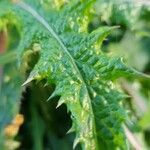 Sonchus asper Leaf