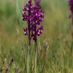Anacamptis laxiflora Hábito