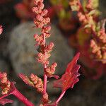 Chenopodium rubrum Tervik taim