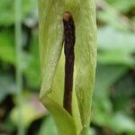Arum cylindraceum Fiore