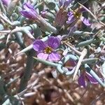 Zilla spinosa Blüte