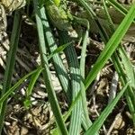 Moraea sisyrinchium برگ