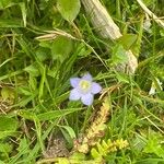Wahlenbergia hederacea Flor