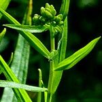 Euthamia graminifolia Flor