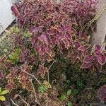 Coleus scutellarioidesBlad