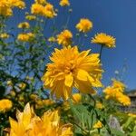 Rudbeckia laciniata Flor