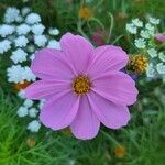 Cosmos bipinnatusBlüte