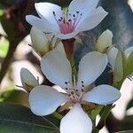 Rhaphiolepis umbellata Floare
