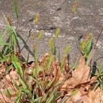 Setaria pumila Habit