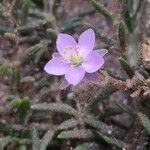 Spergularia rupicola Flower