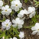 Phlox pulvinata Fula