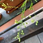 Camelina sativa Çiçek