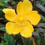 Hypericum × hidcoteenseफूल