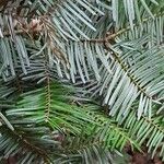 Abies grandis Blatt