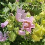 Malva alceaFlower