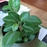 Peperomia serpens Frunză