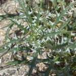 Carlina lanata Foglia