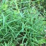 Linaria vulgaris Deilen