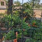 Campsis radicansBlüte