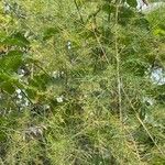 Asparagus umbellatus Leaf