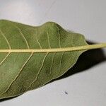 Quercus falcata Leaf