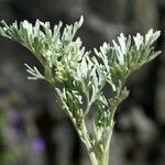 Artemisia vallesiaca Folha