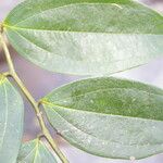 Satyria meiantha Hoja
