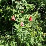 Lilium grayi Habit